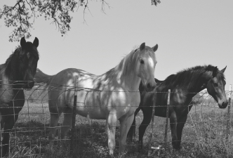 horses